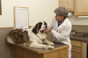 Male veterinarian examining a dog