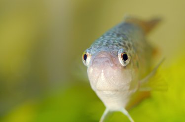 aquarium fish, closeup