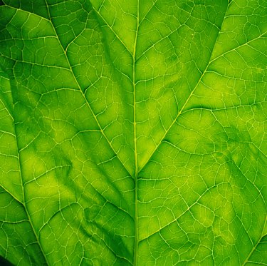Spinach leaf, detail