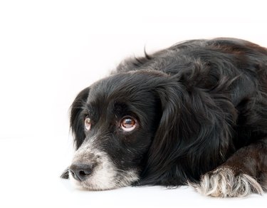 can you catch stomach bugs from dogs