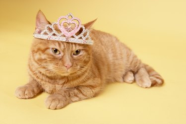 Cat wearing tiara