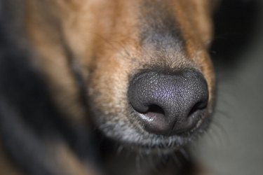 Dogs nose