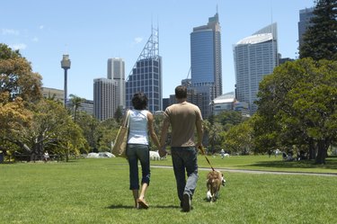 Young couple walking border collie in park holding hands, rear view