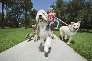 Woman walking several dogs