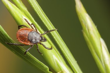 Tick on a plant straw