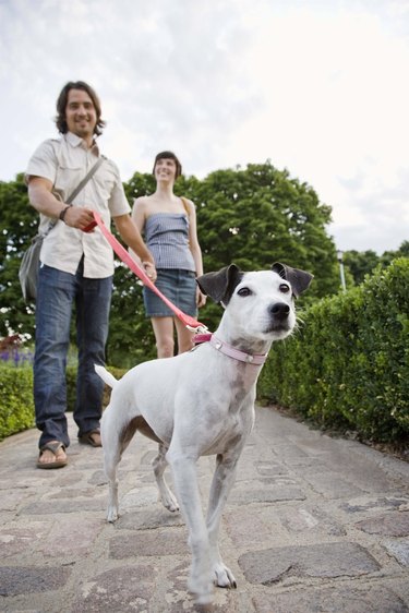 Couple walking dog