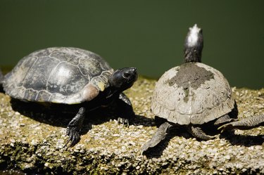 Two turtles siting on a rock.