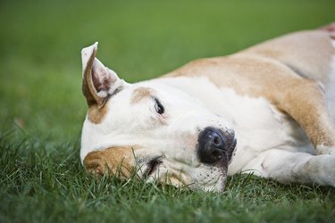 Older Pit Bull resting on grass