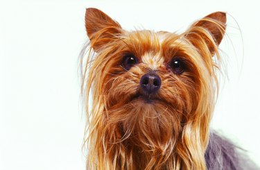 close-up of a Yorkshire terrier