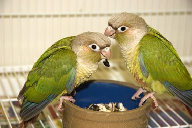 pet bird diet