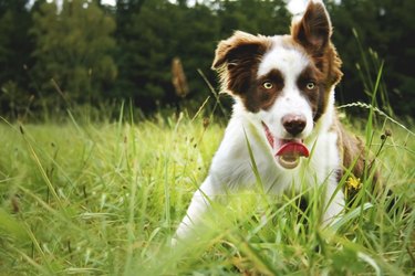 Brown border collie puppy