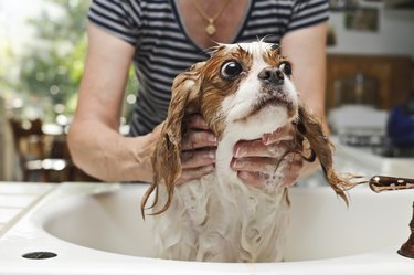 Washing a Dog in a sink