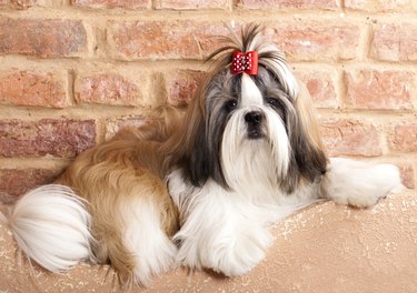 breed of dog shih tzu