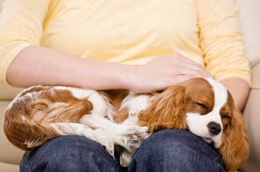 young woman with puppy sleeping on lap
