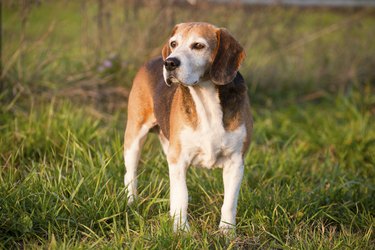 Beautiful purebred smart beagle hunting dog in summer pasture