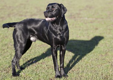 Black Labrador
