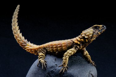 Armadillo lizard / Ouroborus cataphractus
