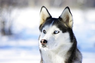 Close-up portrait of Chukchi husky breed dog with pink snow nose on winter background.