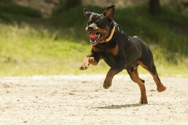 Off leash Rottweiler