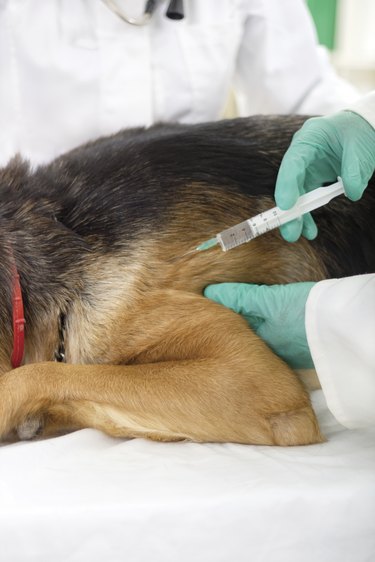 veterinary surgeon is giving  vaccine to the dog German Sheph