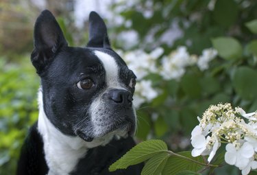 Boston Terrier in flowers