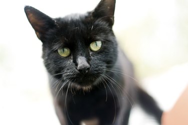 Curious wild black cat