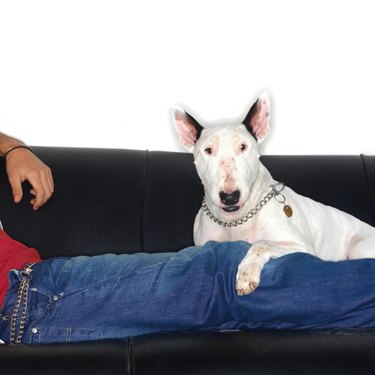 Bull terrier and their human