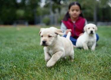 Young Girl with Two Yellow Lab Pups