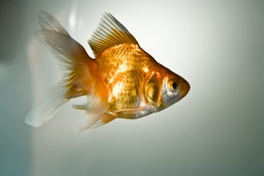 What Does It Mean When a Goldfish's Top Fin Lies Down?