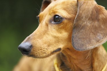 Close up of dachshund dog