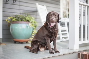 Dog digging best sale in house