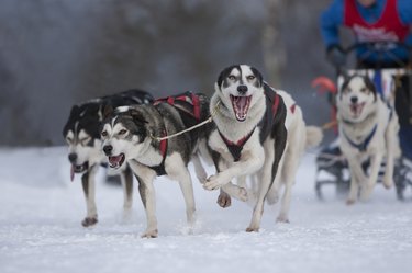 Dog sled race