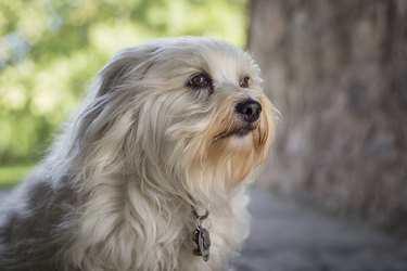 Bichon Havanais