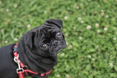 Pug dog in a field