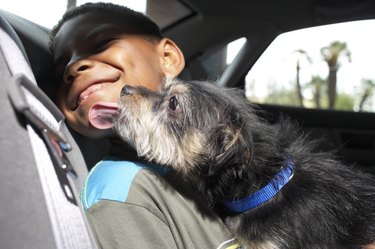 Dog licking boy (6-7 tears) sitting in car, close-up