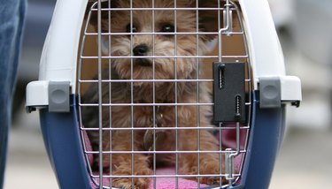 Small dog sitting in crate