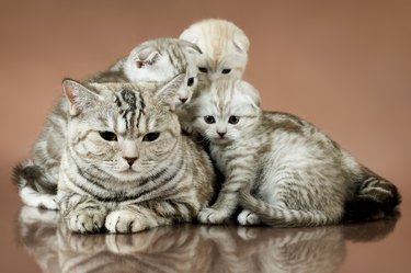 kittens