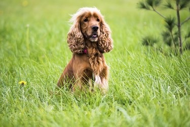 Cocker Spaniel on a walk