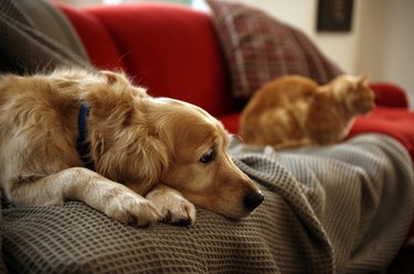 how long does dog live with kidney failure