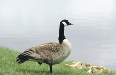 Canadian goose with goslings by river, Minneapolis, Minnesota, USA