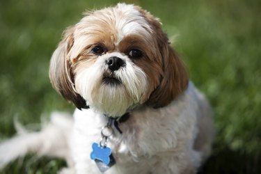 Shih Tzu Pet Dog Little Animal in Grass