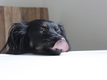 why is my dog licking the carpet