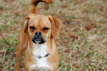 Puggle in Grass looking