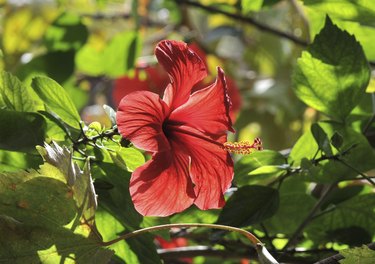 red hibiscus