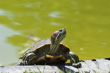 red eared slider turtle basking in the sun along the shore