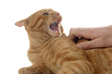 aggressive ginger cat