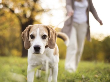 Beagle pulling on leash with half a person in the background holding the leash