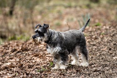 Miniature Schnauzer dog on leafy ground