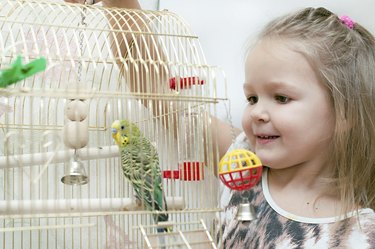 budgerigar in birdcage and little girl