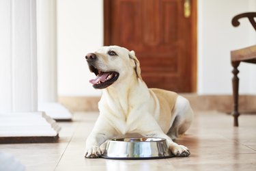 Is cocoa butter 2025 safe for dogs